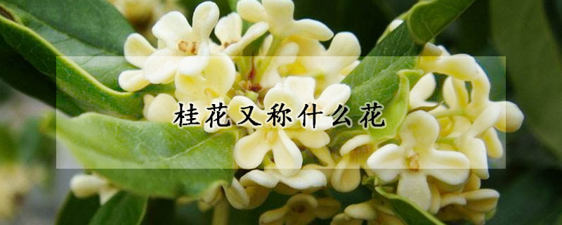 桂花又稱什么花