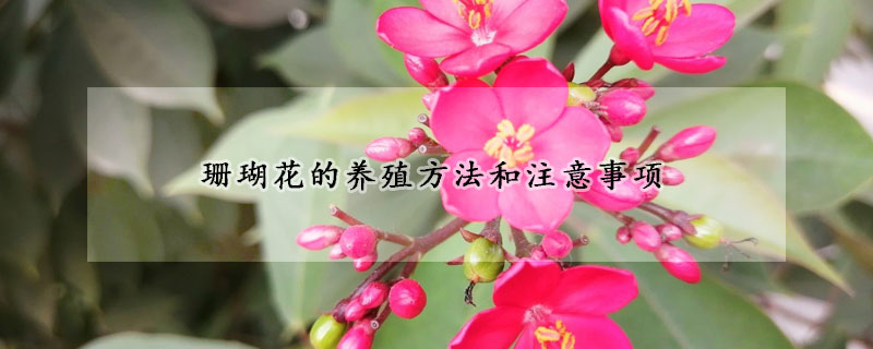 珊瑚花的養(yǎng)殖方法和注意事項(xiàng)