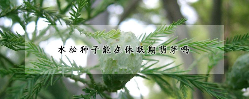 水松種子能在休眠期萌芽嗎