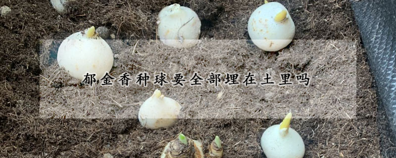 郁金香種球要全部埋在土里嗎