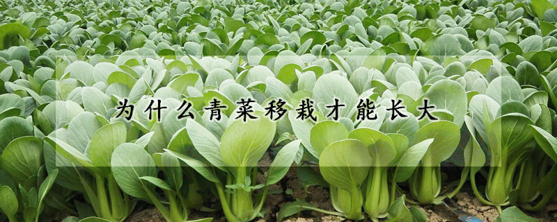 為什么青菜移栽才能長大