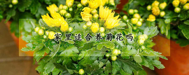 家里適合養(yǎng)菊花嗎