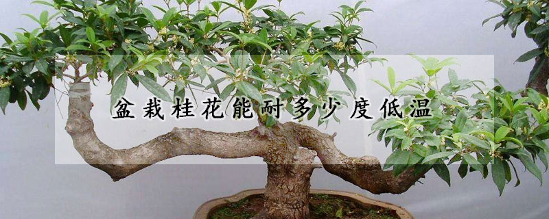 盆栽桂花能耐多少度低溫