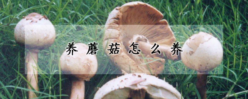 養(yǎng)蘑菇怎么養(yǎng)