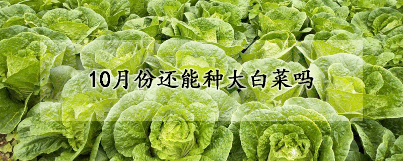 10月份還能種大白菜嗎