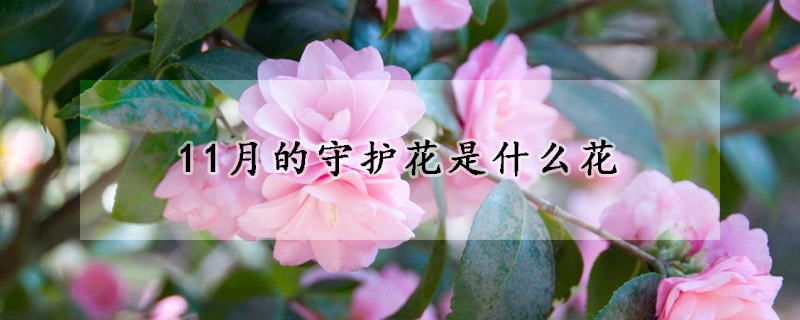 11月的守護(hù)花是什么花