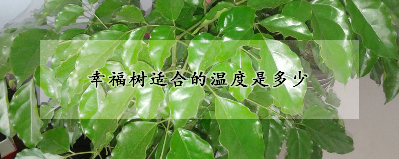 幸福樹(shù)適合的溫度是多少