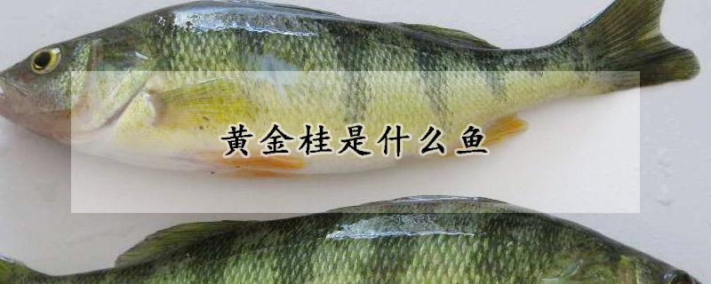 黃金桂是什么魚