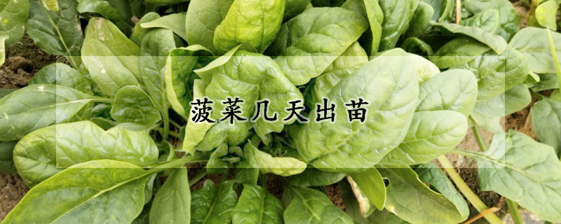 菠菜幾天出苗