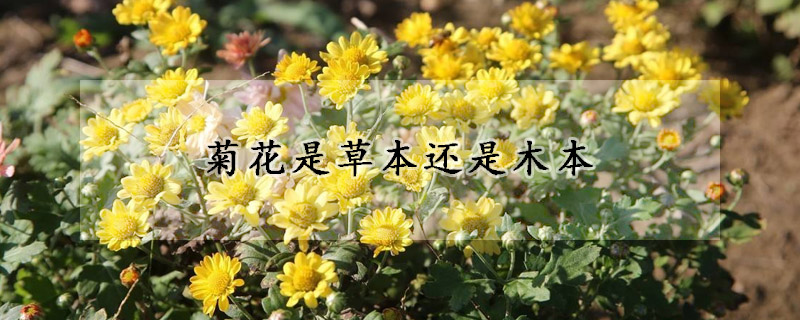 菊花是草本還是木本