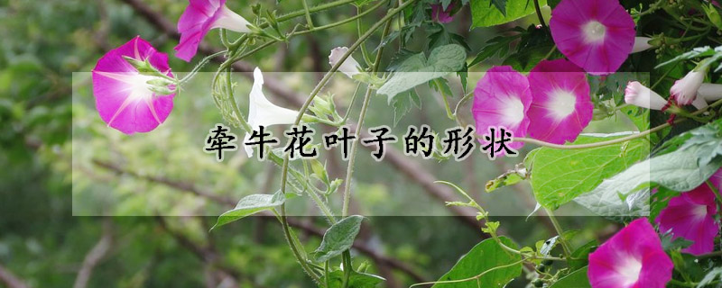 牽牛花葉子的形狀