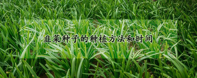 韭菜種子的種植方法和時間