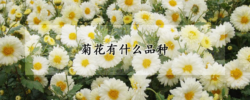 菊花有什么品種