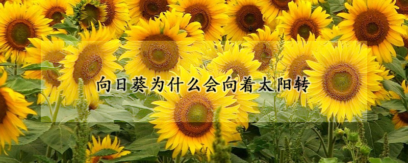 向日葵為什么會向著太陽轉