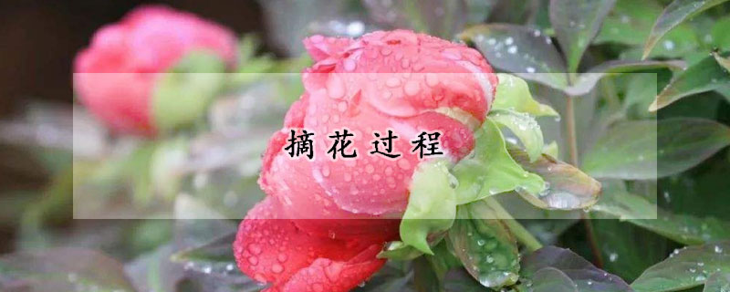 摘花過程