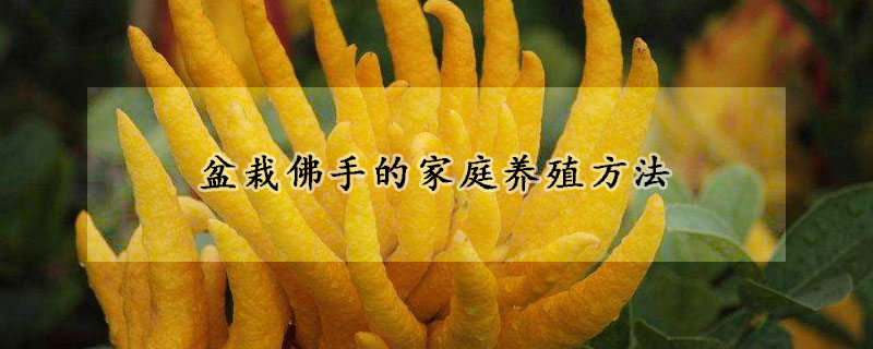 盆栽佛手的家庭養(yǎng)殖方法