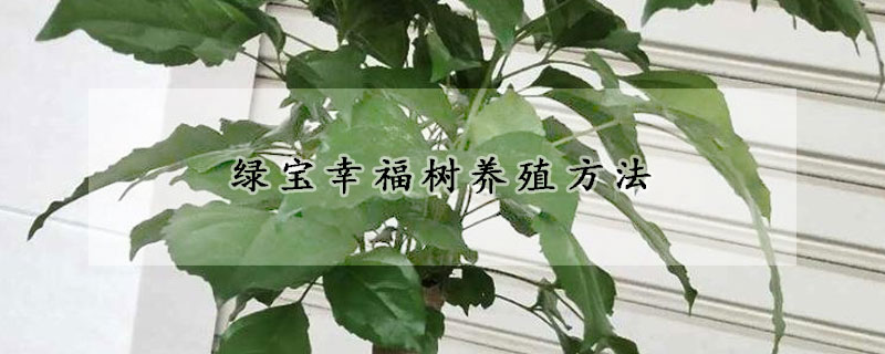 綠寶幸福樹養(yǎng)殖方法