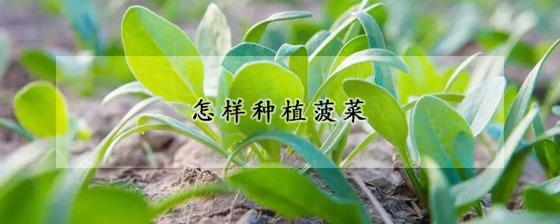 怎樣種植菠菜