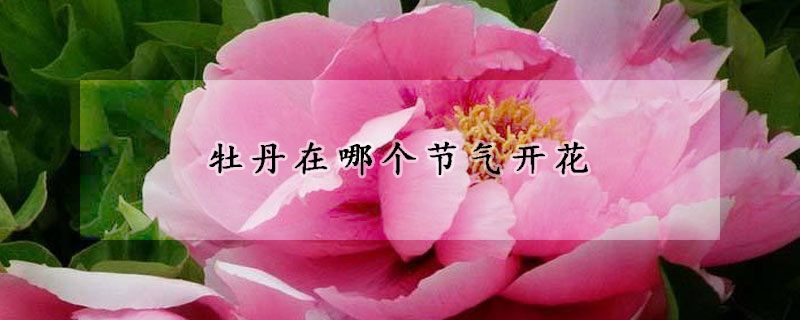 牡丹在哪個節(jié)氣開花