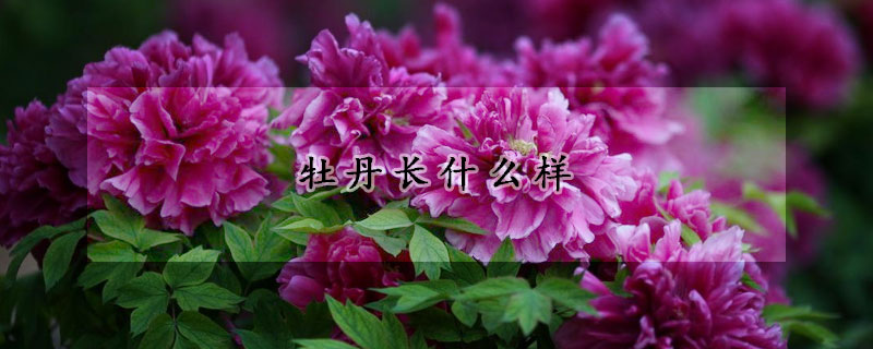 牡丹長(zhǎng)什么樣