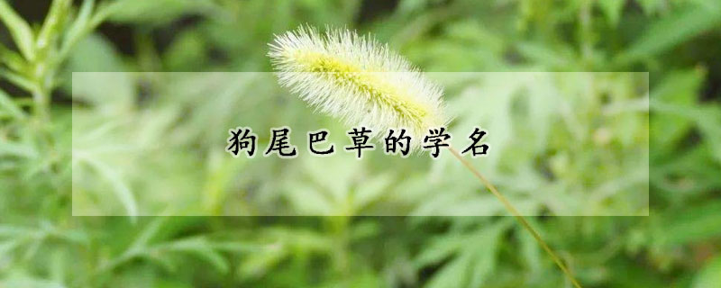 狗尾巴草的學名