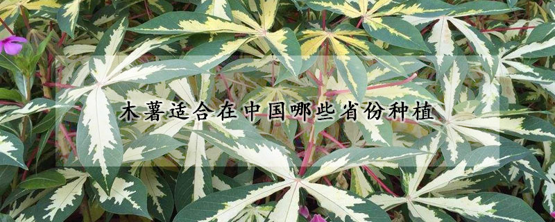 木薯適合在中國哪些省份種植