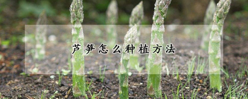 蘆筍怎么種植方法