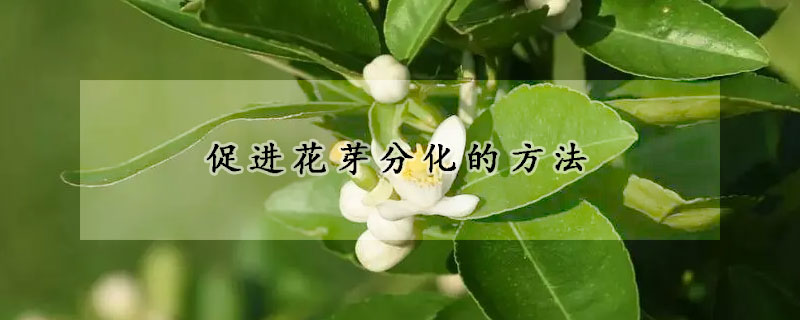 促進花芽分化的方法