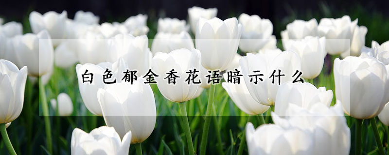 白色郁金香花語暗示什么