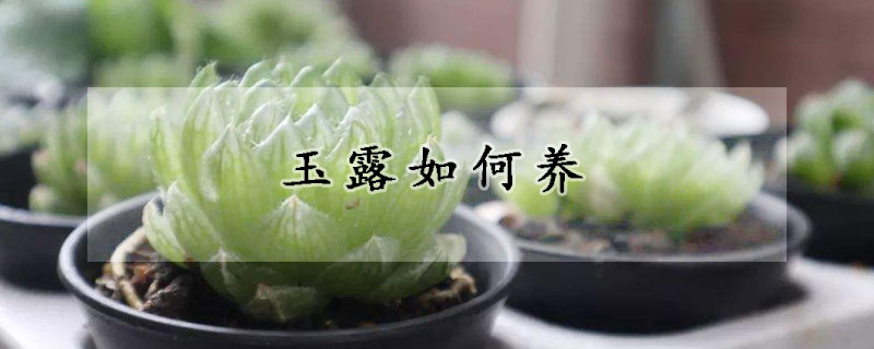 玉露如何養(yǎng)