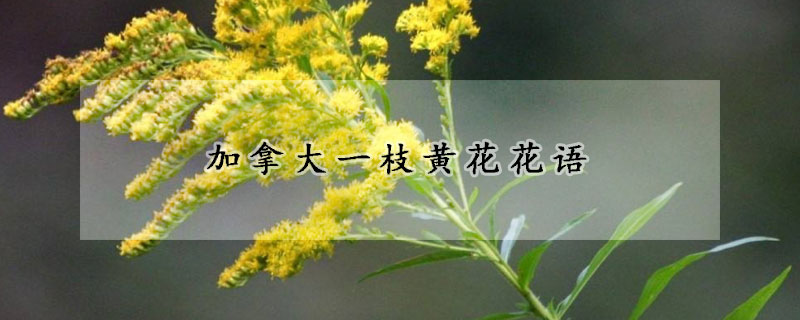 加拿大一枝黃花花語