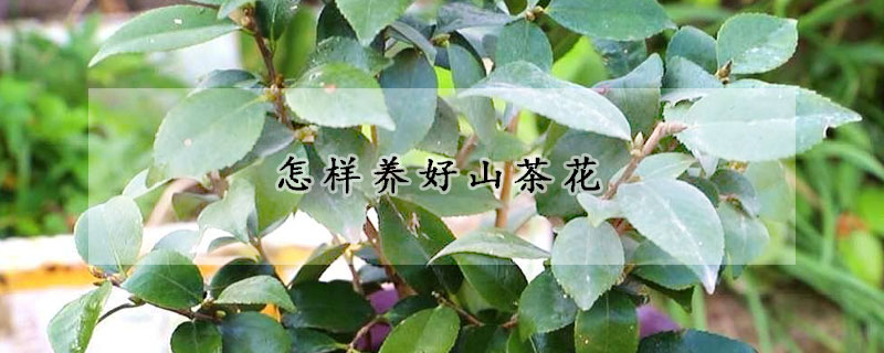 怎樣養(yǎng)好山茶花