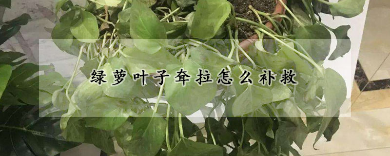 綠蘿葉子耷拉怎么補救