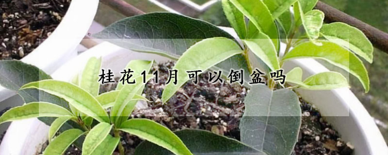 桂花11月可以倒盆嗎