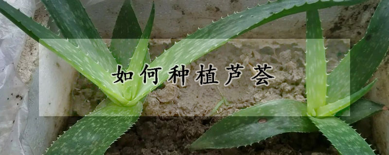 如何種植蘆薈