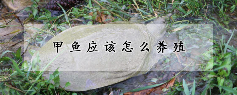 甲魚(yú)應(yīng)該怎么養(yǎng)殖