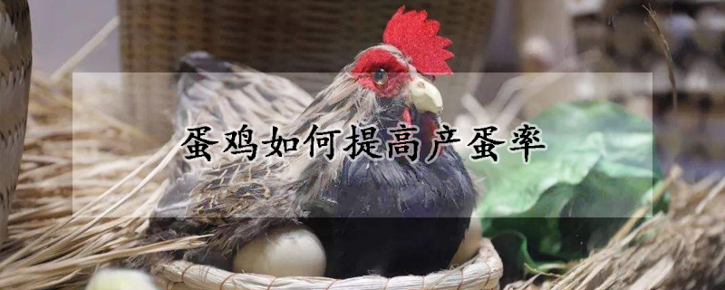 蛋雞如何提高產(chǎn)蛋率