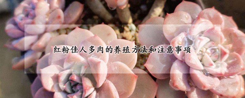 紅粉佳人多肉的養(yǎng)殖方法和注意事項(xiàng)