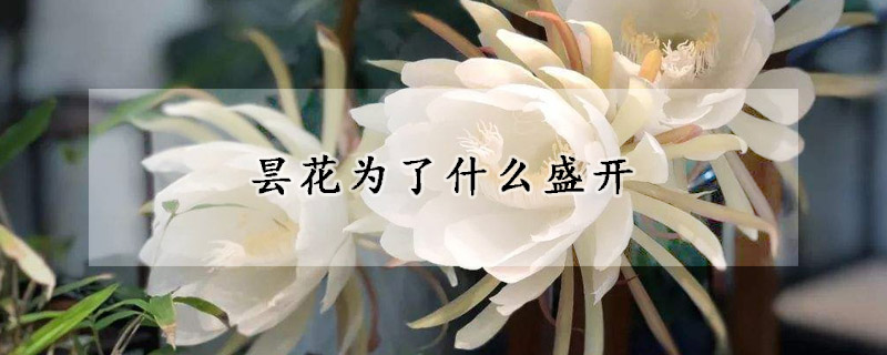 曇花為了什么盛開(kāi)