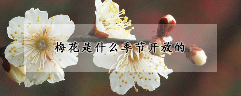 梅花是什么季節開放的