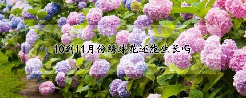 10到11月份繡球花還能生長嗎