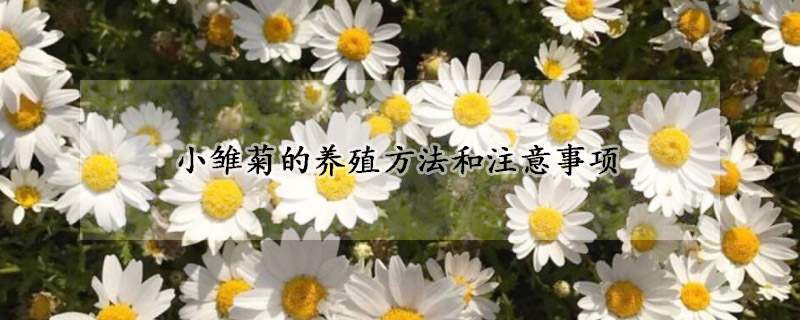 小雛菊的養(yǎng)殖方法和注意事項