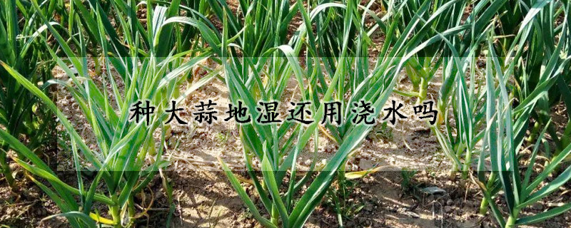 種大蒜地濕還用澆水嗎