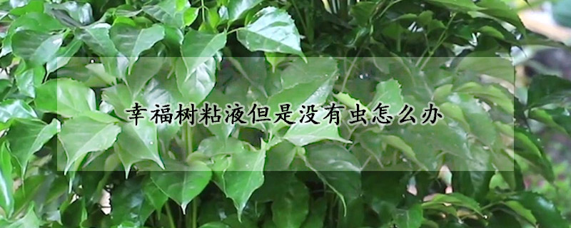 幸福樹粘液但是沒有蟲怎么辦