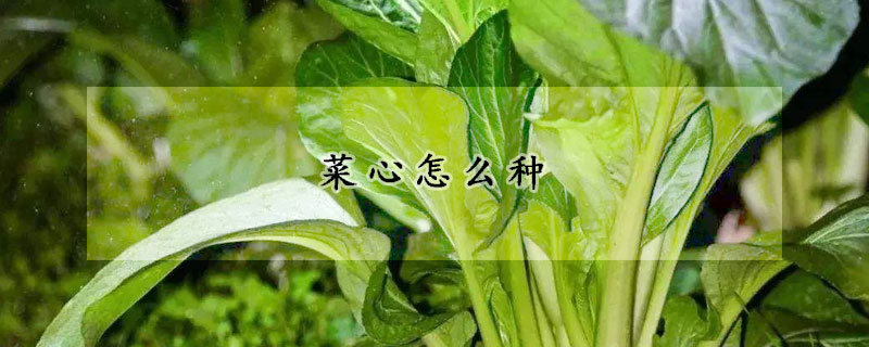 菜心怎么種