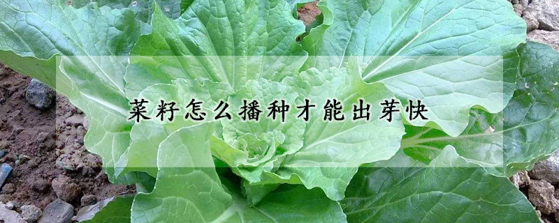 菜籽怎么播種才能出芽快