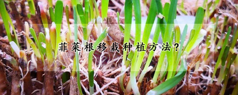 菲菜根移栽種植方法?