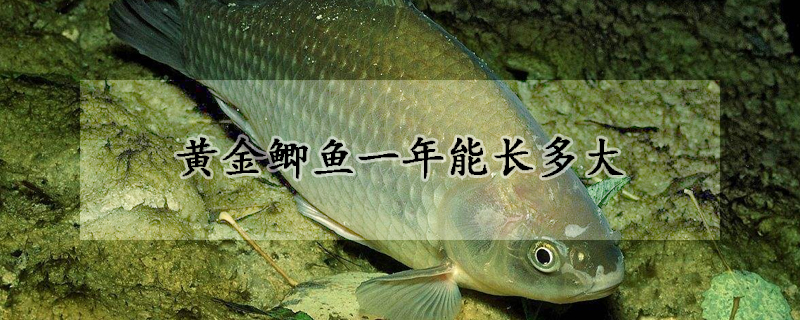 黃金鯽魚一年能長多大