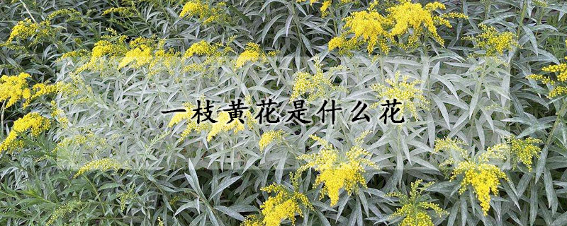 一枝黃花是什么花