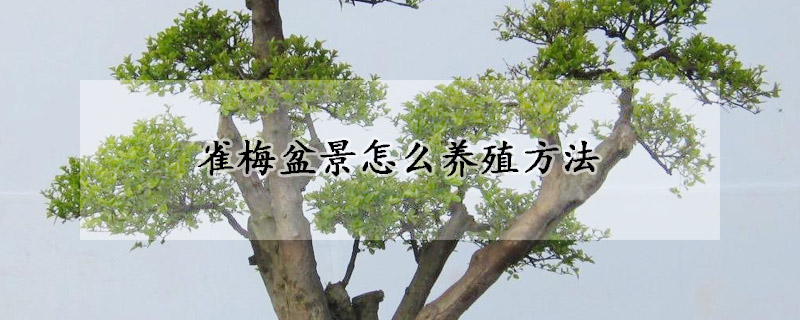 雀梅盆景怎么養(yǎng)殖方法